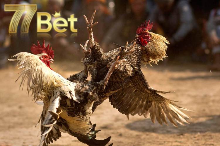 Các loại cược trong game đá gà trực tuyến tại nhà cái