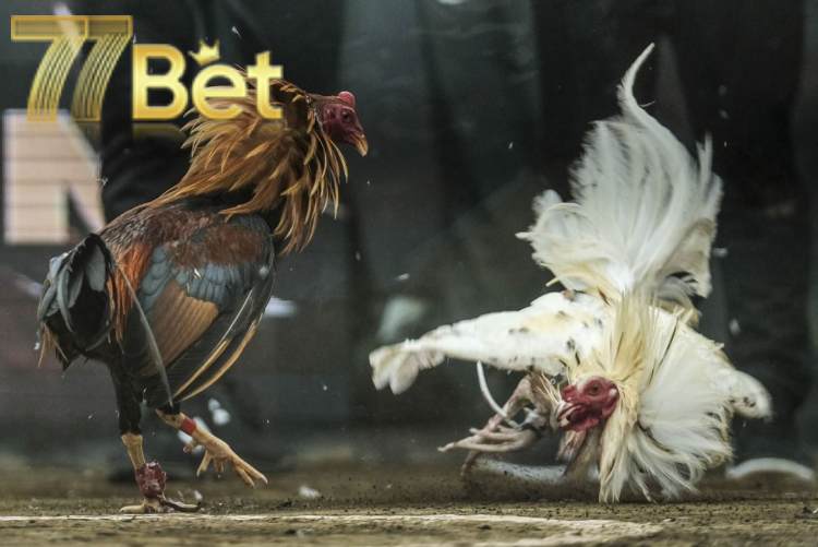 Thông tin sơ lược sảnh đá gà 77BET đỉnh cao